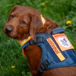 Foxred Labradoodle mit blauem Geschirr und Kennzeichnung als Assistenzhund nach AHundV
